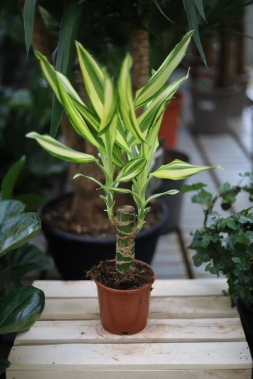 Dracaena fragrans Yellow Coast (Dracena Wonna) (2).JPG