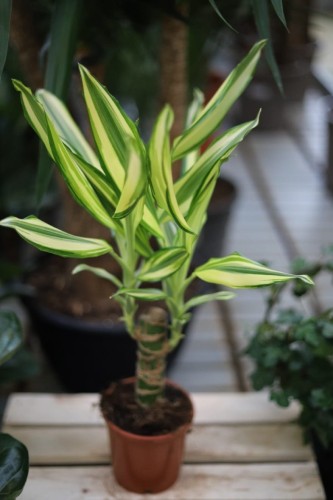 Dracaena fragrans Yellow Coast (Dracena Wonna) (3).JPG