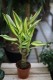 Dracaena fragrans Yellow Coast (Dracena Wonna) (3).JPG