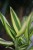 Dracaena fragrans Yellow Coast (Dracena Wonna) (4).JPG