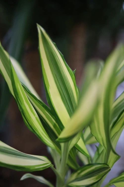 Dracaena fragrans Yellow Coast (Dracena Wonna) (4).JPG