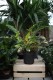 Philodendron 'Ring of Fire' – dekoracyjna roślina doniczkowa o intensywnie czerwono-zielonych liściach. Idealna do nowoczesnych i tropikalnych wnętrz.