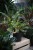 Philodendron 'Ring of Fire' w aranżacji wnętrza – tropikalna roślina doniczkowa, która wprowadza do przestrzeni egzotyczny charakter, naturalny akcent i luksusowy wygląd.