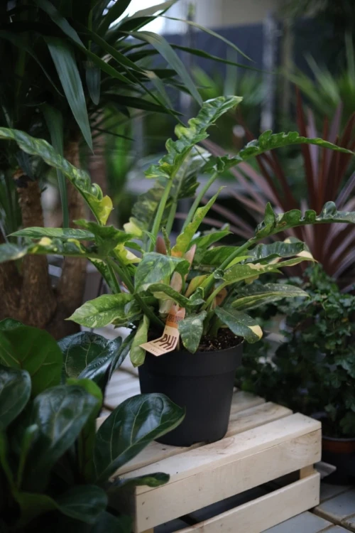 Philodendron 'Ring of Fire' w aranżacji wnętrza – tropikalna roślina doniczkowa, która wprowadza do przestrzeni egzotyczny charakter, naturalny akcent i luksusowy wygląd.