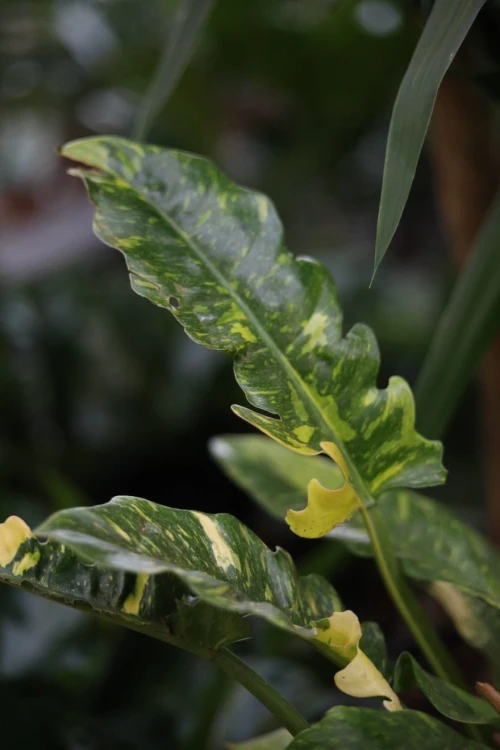 Zbliżenie liści Philodendron 'Ring of Fire' ukazujące kontrastowe czerwono-zielone barwy i dekoracyjną fakturę. Roślina łatwa w pielęgnacji i efektowna.