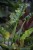philodendron ring of fire