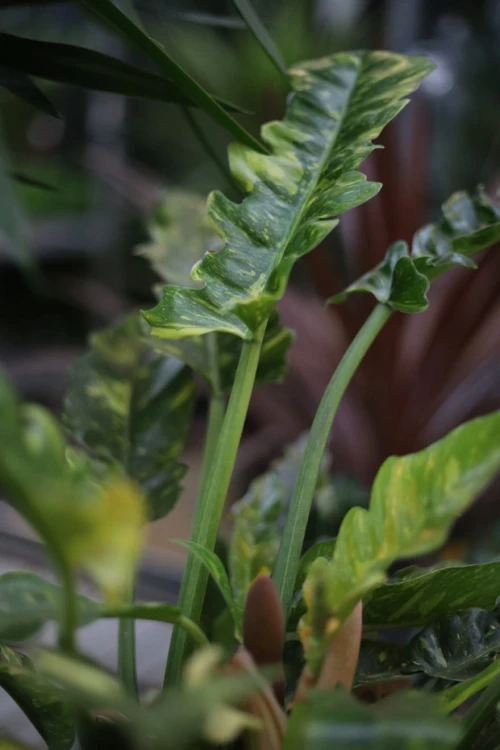 philodendron ring of fire
