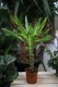 Dracaena fragrans 'Golden King' – efektowna roślina doniczkowa o zielonych liściach z dekoracyjnymi, szerokimi złocistymi pasami. Idealna do nowoczesnych i tropikalnych wnętrz.