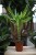 Dracaena fragrans 'Golden King' w aranżacji wnętrza – tropikalna roślina doniczkowa, która wprowadza do przestrzeni świeżość, naturalny akcent i egzotyczny charakter.