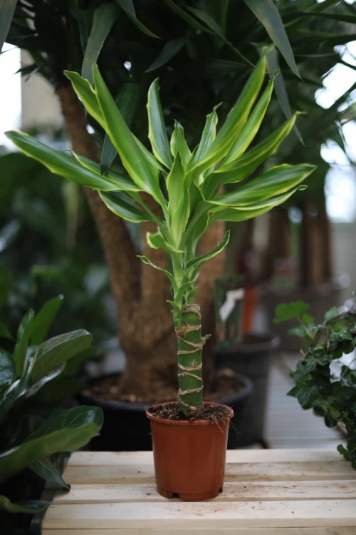Dracaena fragrans 'Golden King' w aranżacji wnętrza – tropikalna roślina doniczkowa, która wprowadza do przestrzeni świeżość, naturalny akcent i egzotyczny charakter.