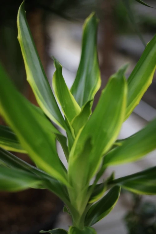 Zbliżenie liści Dracaena 'Golden King' ukazujące kontrastowe złoto-zielone pasy i dekoracyjną strukturę liści. Roślina łatwa w pielęgnacji i efektowna.