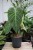 Philodendron Splendid (Filodendron) XL (1).JPG