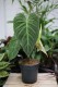Philodendron Splendid (Filodendron) XL (1).JPG
