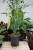 Philodendron Splendid (Filodendron) XL (2).JPG