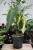 Philodendron Splendid (Filodendron) XL (3).JPG