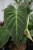 Philodendron Splendid (Filodendron) XL (4).JPG