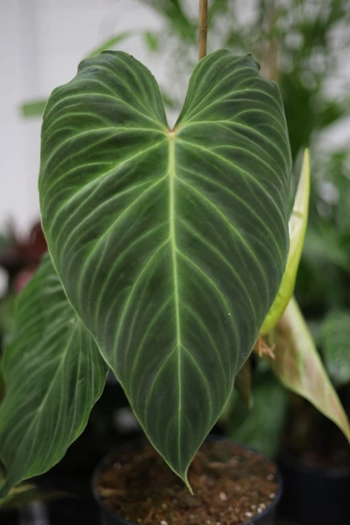 Philodendron Splendid (Filodendron) XL (4).JPG