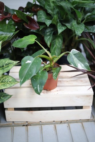 Philodendron 'White Princess' – efektowna roślina doniczkowa o zielono-białych liściach z dekoracyjnym marmurkowym wzorem. Idealna do nowoczesnych i tropikalnych wnętrz.