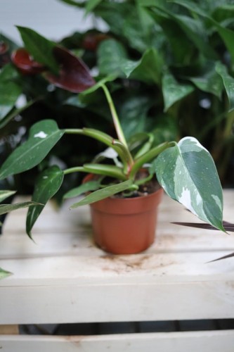 Philodendron 'White Princess' w aranżacji wnętrza – tropikalna roślina doniczkowa, która wprowadza do przestrzeni świeżość, naturalny akcent i egzotyczny charakter.
