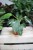 Philodendron White Princess