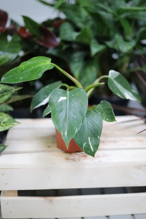 Philodendron White Princess