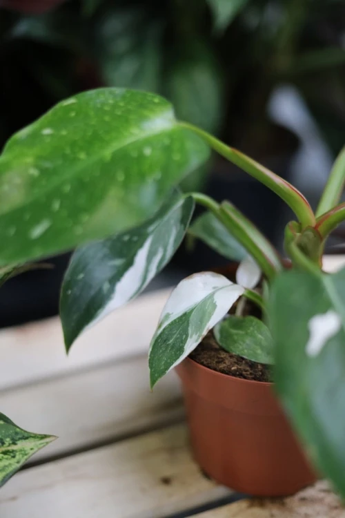 Zbliżenie liści Philodendron 'White Princess' ukazujące kontrastowe biało-zielone marmurkowe pasy i aksamitną fakturę liści. Roślina łatwa w pielęgnacji i dekoracyjna.