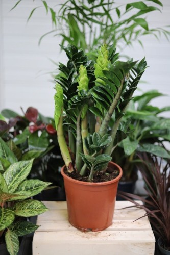 Zamioculcas zamiifolia Zenzi, znany jako miniaturowy zamiokulkas zamiolistny, to kompaktowa roślina doniczkowa o ciemnozielonych, mięsistych liściach.