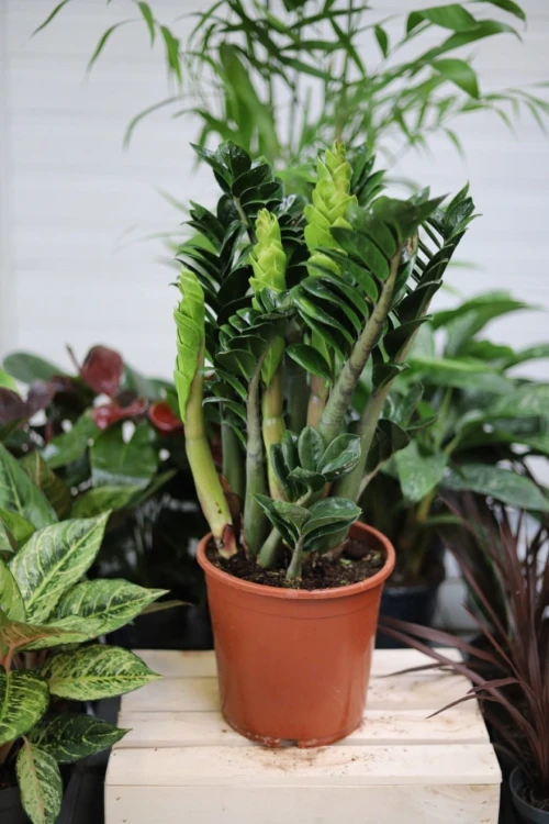 Zamioculcas zamiifolia Zenzi, znany jako miniaturowy zamiokulkas zamiolistny, to kompaktowa roślina doniczkowa o ciemnozielonych, mięsistych liściach.