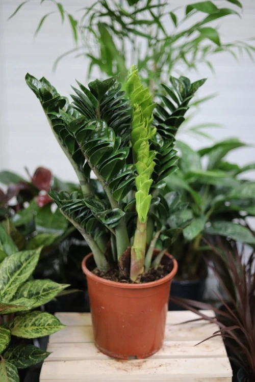Zamiokulkas Zenzi (Zamioculcas zamiifolia mini) – mała roślina doniczkowa