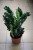 Mini Zamiokulkas (Zamioculcas Zenzi) – dekoracyjna roślina do wnętrz