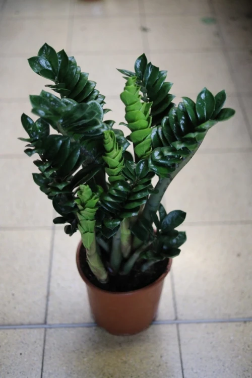 Mini Zamiokulkas (Zamioculcas Zenzi) – dekoracyjna roślina do wnętrz
