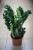 zamioculcas zamiifolia zenzi.JPG