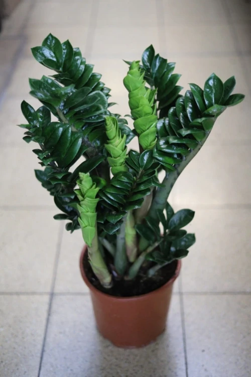 zamioculcas zamiifolia zenzi.JPG