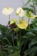 Anthurium Vanilla to elegancka roślina doniczkowa z kremowobiałymi kwiatami i błyszczącymi zielonymi liśćmi, idealna do domu i biura.