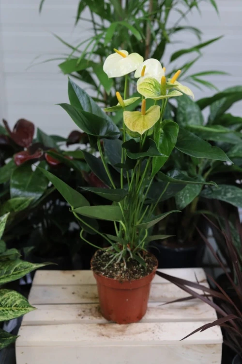 anthurium vanilla.JPG