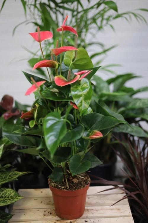 anthurium sweet dream.JPG