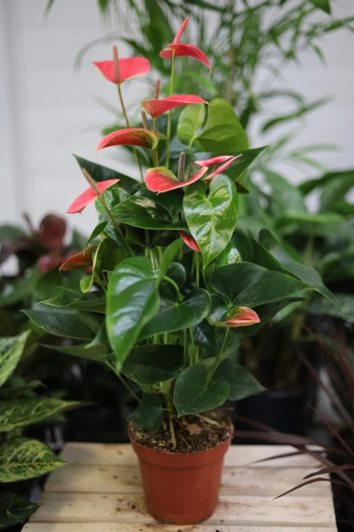 anturium andreanum sweet dream.JPG