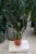 Zamioculcas zamiolistny 'Super Nova' XL – okazała roślina doniczkowa o lśniących, srebrzystych liściach. Doskonała do salonu, biura lub nowoczesnych wnętrz jako dekoracyjny akcent.
