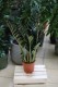 Zamioculcas zamiolistny 'Super Nova' XL – okazała roślina doniczkowa o lśniących, srebrzystych liściach. Doskonała do salonu, biura lub nowoczesnych wnętrz jako dekoracyjny akcent.
