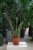 Zamioculcas zamiolistny 'Super Nova' XL w aranżacji wnętrza – tropikalna roślina doniczkowa, która nadaje przestrzeni elegancki i nowoczesny charakter.