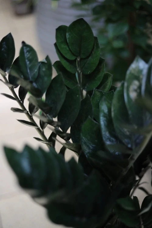 Zbliżenie liści Zamioculcas zamiolistny 'Super Nova' ukazujące wyjątkową strukturę i srebrzysty odcień. Wytrzymała roślina, łatwa w pielęgnacji i odporna na warunki domowe.