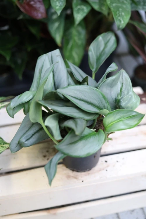 Scindapsus pictus ‘Treubii Moonlight’ – elegancka roślina pnąca o aksamitnych, srebrzystych liściach. Idealna do wiszących donic, podpór i tropikalnych aranżacji wnętrz.
