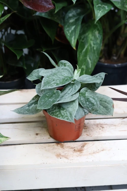 Scindapsus pictus Silvery Ann w aranżacji wnętrza – tropikalna roślina doniczkowa, która dodaje przestrzeni elegancji, koloru i egzotycznego charakteru.