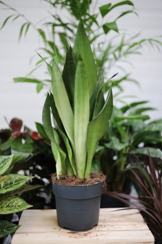 Sansevieria 'Moonshine' XL – efektowna roślina doniczkowa o szerokich, srebrzysto-zielonych liściach. Idealna do nowoczesnych i minimalistycznych wnętrz.