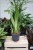 Sansevieria 'Moonshine' XL w aranżacji wnętrza – stylowa roślina doniczkowa, która wprowadza do przestrzeni świeżość, naturalny akcent i nowoczesny charakter.