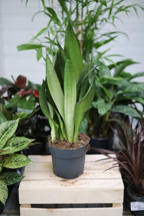 Sansevieria 'Moonshine' XL w aranżacji wnętrza – stylowa roślina doniczkowa, która wprowadza do przestrzeni świeżość, naturalny akcent i nowoczesny charakter.
