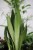 Zbliżenie liści Sansevieria 'Moonshine' XL ukazujące ich dekoracyjny, srebrzysty kolor i wyraźną strukturę. Roślina odporna i łatwa w pielęgnacji.