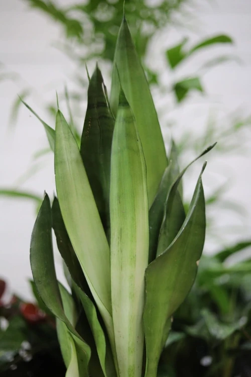 Zbliżenie liści Sansevieria 'Moonshine' XL ukazujące ich dekoracyjny, srebrzysty kolor i wyraźną strukturę. Roślina odporna i łatwa w pielęgnacji.