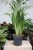 Sansevieria trifasciata Moonshine (Sansewieria) XL