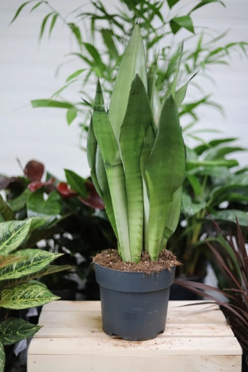 Sansevieria trifasciata Moonshine (Sansewieria) XL